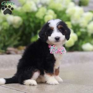 Pixie, Mini Bernedoodle Puppy
